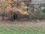 Private wooded lot in cul-de-sac.  Perfect 1.5 acre lot for buil