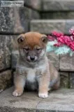 Brownie Shiba Inu