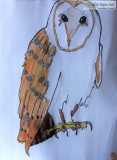 Autumn Owl On Limb GG &ndash 8&rdquo x 11&rdquo Colored Pencil