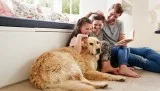 Pest control hamilton
