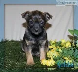 Goldie Female Border Collie Mix