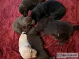 Goldador pups