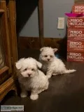 Maltese puppies