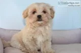 Adorable maltipoo
