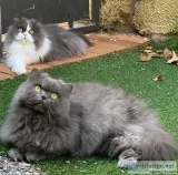 Grey persian cat