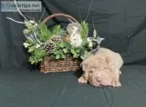 Jenny Chinese Shar-Pei