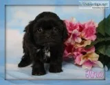 Tina Female Shihpoo