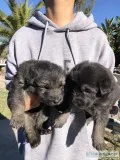 German Shepherd Puppies