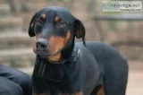 Freddy Doberman Pinscher