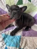 Fiona French Bulldog