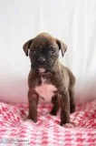 Bentley Boxer