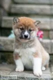 Rex Shiba Inu
