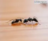 Ant Pest Control Services