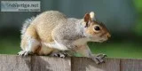 Squirrel Removal in Atlanta