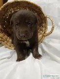 Jax Labsky
