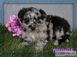 Minnie Female Mini Aussiepoo