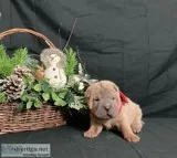 Mary Chinese Shar-Pei