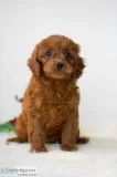 Vera Mini Cavapoo