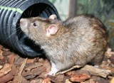 Rat Removal Service
