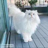 Cat shop near me