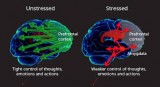 How about some food for your brain?