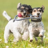 Dog Creche Service-OKC-EDMOND Vera s Posh Paws.