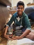 Baby African Grey Parrots