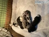 Great dane pups