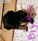 ShiTzu mix puppies
