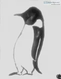 Penguin Black and White 4 GG - 8&quot x 11&quot Painting