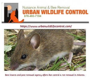 Affordable Pest Control Services in Atlanta