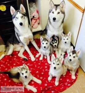 Home raised Siberian Husky puppies