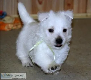 Cute West Highland White Terrier pups