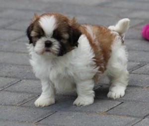Healthy Shih Tzu puppies