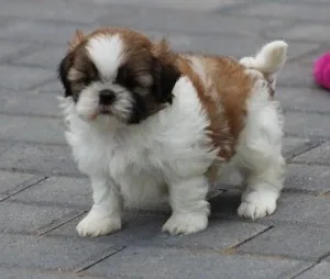 Healthy Shih Tzu puppies