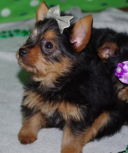 Teacup Yorkie puppies
