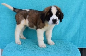 Gorgeous Saint Bernard puppies