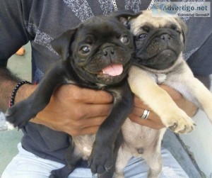 FawnBlack Pug puppies