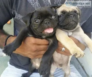 FawnBlack Pug puppies