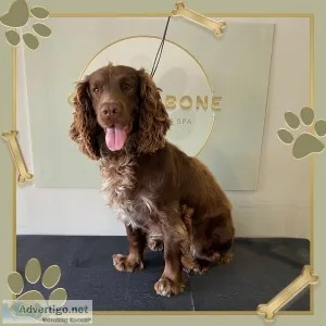 Top Five Breeds that Require Utmost Professional Grooming