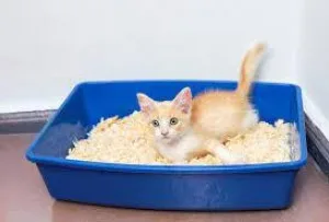 Fragrance Cat Litter Suppliers