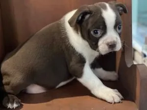 Oakley Boston Terrier
