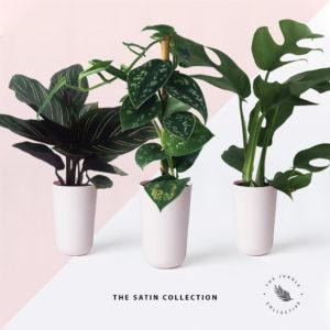 Massive Indoor Plant Sale The Jungle Collective
