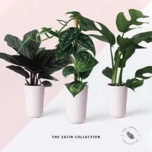 Massive Indoor Plant Sale The Jungle Collective