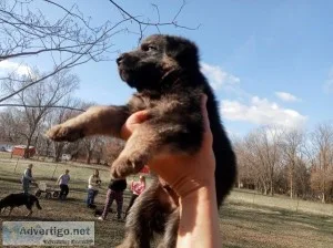 AKC Purebred German Shepherd Pups