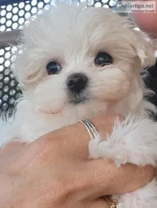 Maltese Puppies