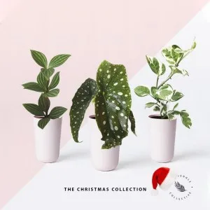 Rare Plants for Sale In Australia  The Jungle Collective