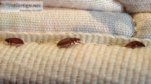 Bed Bug Treatment
