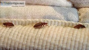 Bed Bug Treatment