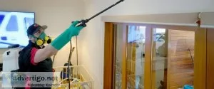 Termite Control in Brisbane  Thelocalguyspestcont rol.com.au